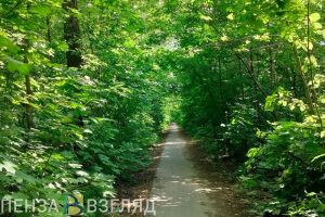 В Пензенской области 1796 человек пострадали от нападения клещей