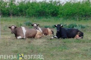 В Пензенской области отменили карантин по бешенству