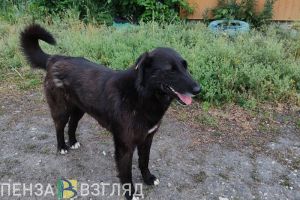 В Пензе и Мокшанском районе отменен карантин по бешенству животных
