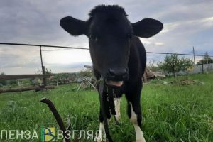 Часть Мокшана объявлена неблагополучной по бешенству