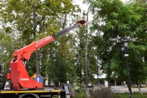 В пензенском сквере Пушкина вырубили зараженные деревья