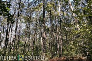 16 августа в Пензенской области температура поднимется до +25