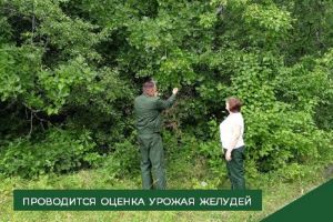 В Пензенской области проверяют урожайность дубов после заморозков