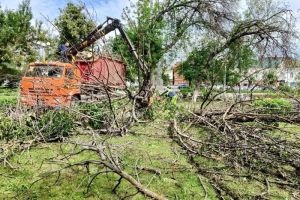 Пензенцам ответили, почему не убирают ветки с заражением изумрудной златкой