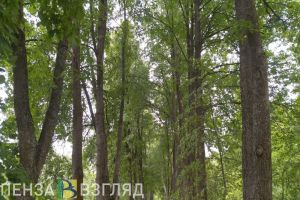 20 августа в Пензенской области ожидается +25 градусов