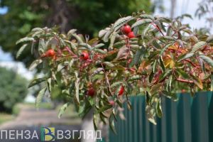 В Пензенской области в четверг обещают 27 градусов тепла