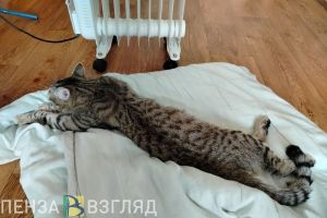 Названа доля расходов жителей Пензенской области на ЖКУ и бензин