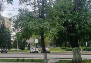 В пензенском сквере Пушкина вырубят больше деревьев, чем планировали