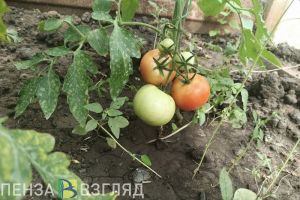С 1 сентября для пензенских дачников начнет действовать ряд ограничений
