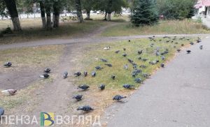 Пензенцам обещают по-летнему теплую погоду в сентябре