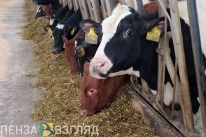 Наровчатский оператор машинного доения коров участвует в конкурсе профмастерства