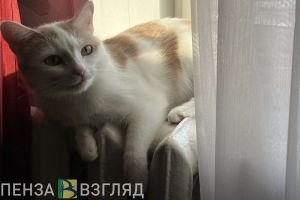 Готовность к отопительному сезону, смертельное ДТП и заморозки — новости Пензы и области за 10 сентября