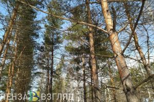 Ущерб от незаконной вырубки сосен в Камешкирском районе превысил 135 тыс. рублей