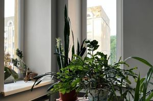 Ставлю укореняться старушку герань в дрожжевой раствор - корневая мочка быстро отрастает