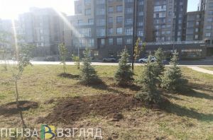 В Пензе на закупку саженцев выделено 13,3 млн рублей