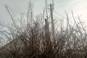 Всего 3 литра уксуса и проблема с мышами зимой на даче решена: хитрость подсказали в деревне