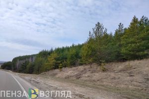 В Пензенской области высадили более 5 тысяч сеянцев сосны
