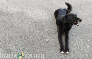 В Пензенской области в пользу укушенной собакой девочки выплатят 40 тыс. рублей