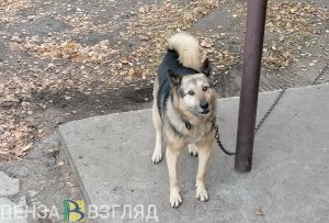 В селе Пензенского района установили карантин по бешенству