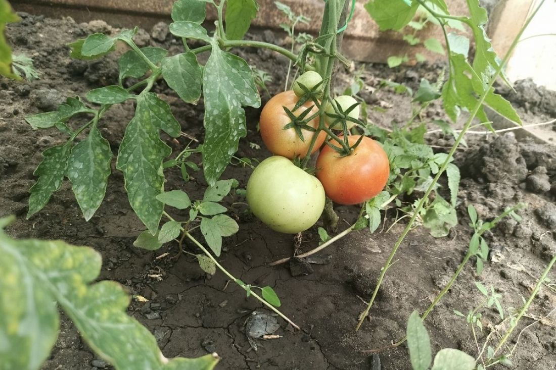 Сүт торларымен жыныстық қатынас