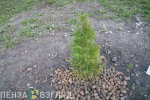 В Пензе приостановили работы по уходу за насаждениями из-за ясеневой златки