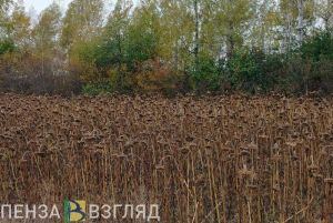В Пензенской области намолотили более 650 тысяч тонн подсолнечника