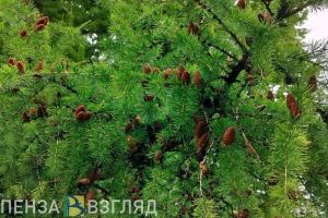 За 5 лет в Пензенской области восстановили около 6 тысяч гектаров леса