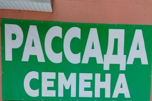 Зимний огород на подоконнике: мифы, реальность и что на самом деле вырастет