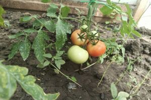 Пышные кусты - ноль помидоров: главная ошибка, из-за которой гибнет урожай