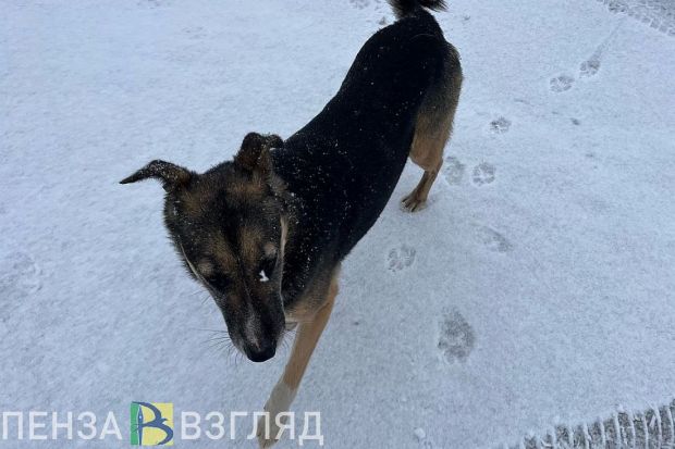 В Пензенской области введут новое законное основание для умерщвления животных