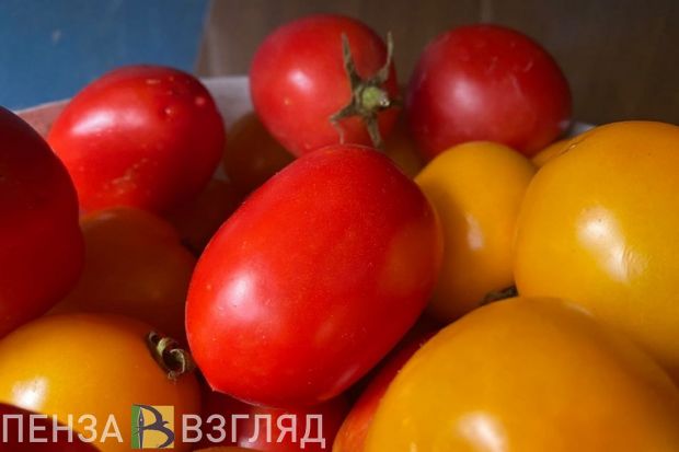 Для дачников из Пензенской области вступили в силу изменения в законодательстве