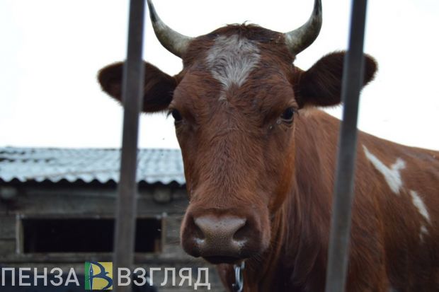 В Пензенской области обнаружили очаг бруцеллеза крупного рогатого скота