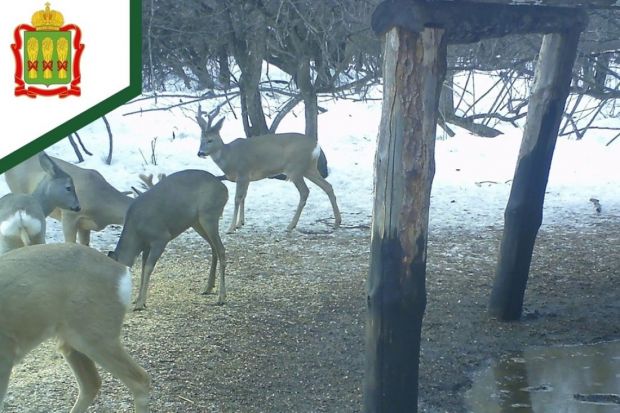 В Пензенской области увеличилась популяция зайцев и косуль