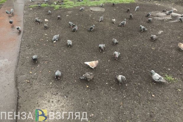 Жителям Пензенской области назвали размер штрафа за кормление голубей у дома