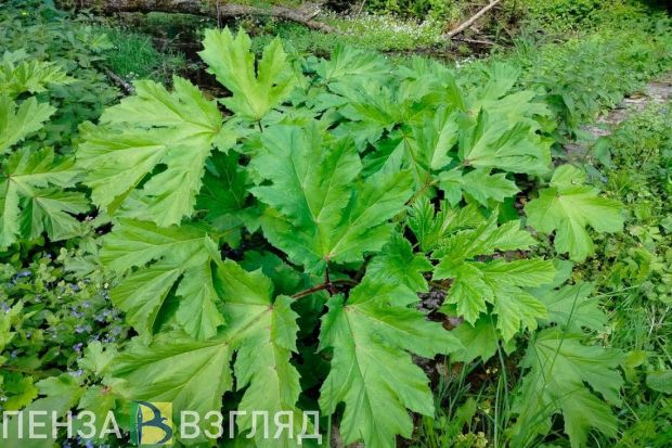 В Пензенской области утвердили список опасных растений