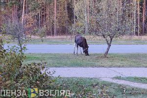 В Пензенской области начался сезон миграции копытных животных
