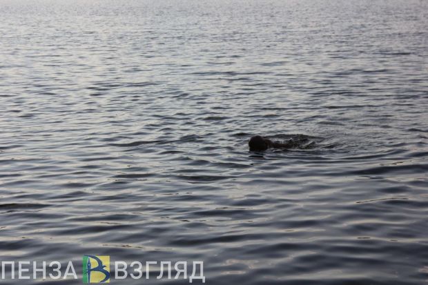 В Пензе на водоемах организуют работу 10 спасательных постов