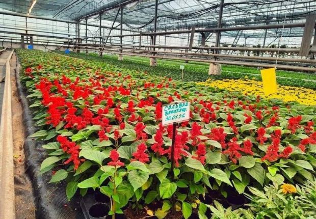 Пензенцам показали цветы, которые высадят на городских клумбах