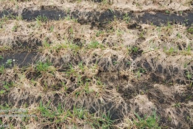 В Каменском районе часть озимых находится в неудовлетворительном состоянии