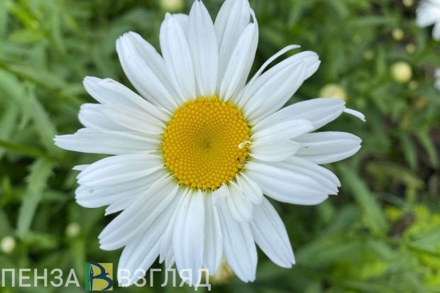 В мае жителей Пензенской области ждет июльская жара