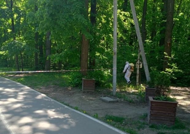 Олимпийскую аллею в Пензе обрабатывают от клещей