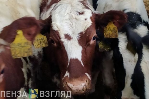 Пензенская область вошла в число регионов-лидеров в сфере животноводства