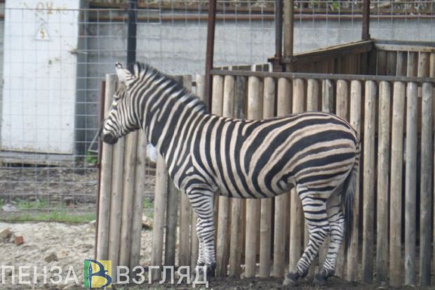 Олег Денисов рассказал о финансовых сложностях Пензенского зоопарка