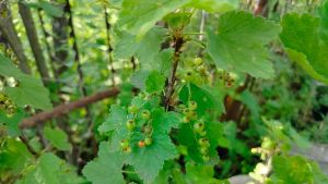 Узнала, как сделать дома пастилу из смородины: вкусно, без сахара, натурально — лучшее летнее лакомство