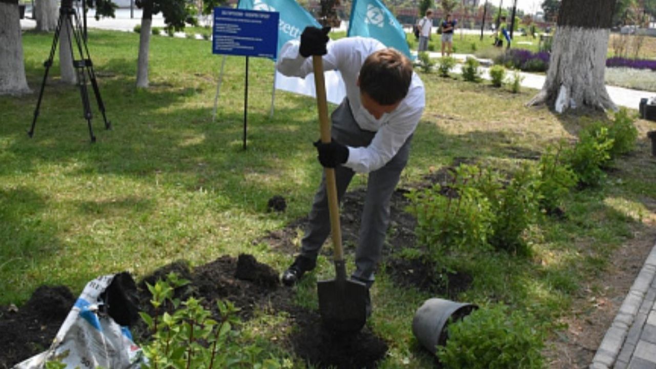 На набережной Пензы высадили 363 куста гортензии