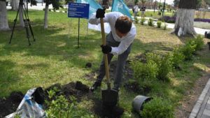 На набережной Пензы высадили 363 куста гортензии