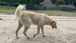 В Лунино ребенку выплатят 40 тысяч рублей после нападения собаки