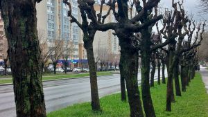 В Пензе осенью планируют высадить около 1,5 тысячи деревьев