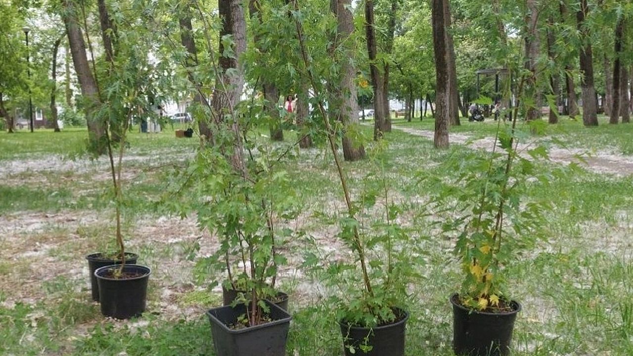 В Детском парке Пензы высадили 15 молодых деревьев