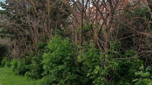 В сквере на улице Тернопольской в Пензе спилят аварийные деревья